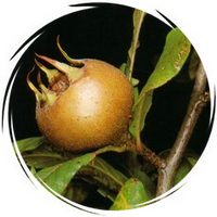 Avatar du membre